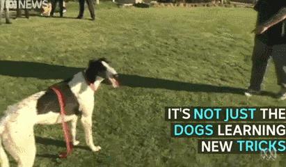 一只猫向监狱走私毒品被抓