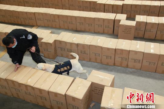 哥斯达黎加一只猫“走私”毒品被抓
