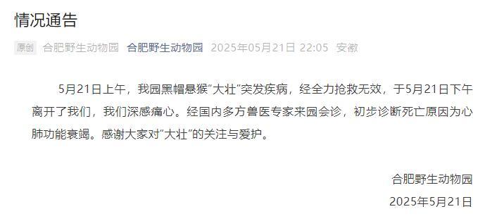网红方脸猴“大壮”突发疾病离世