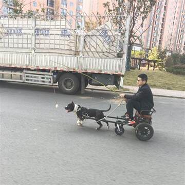 惊险！狗拉车带人上路急驶引发热议，安全隐忧如何解？