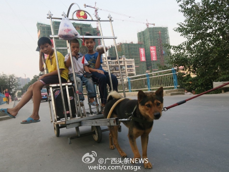 震惊！多地出现狗拉车带人上路急驶，安全隐患引热议！