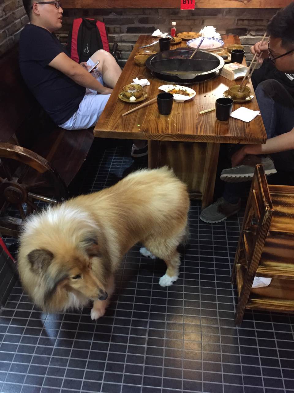 🔥震惊！人狗分餐共享火锅店爆火背后，藏着这些不为人知的秘密！