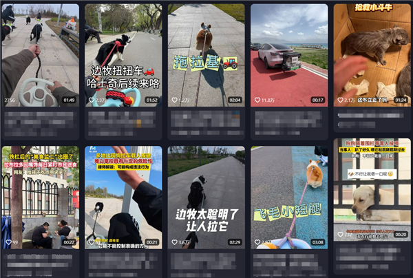 震惊！狗拉车带人上路急驶引发热议，安全与法规如何平衡？