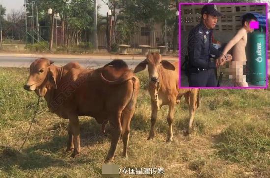震惊！印度30岁男子因性侵马匹被捕，案件细节令人发指