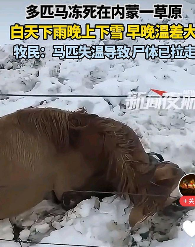 震惊！多匹马失温冻死草原，背后原因令人心碎！