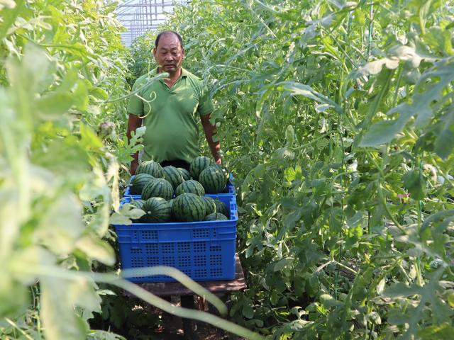 🍉【重磅】北京大兴西瓜节“瓜王”重量破纪录！这颗“巨无霸”究竟有多重？